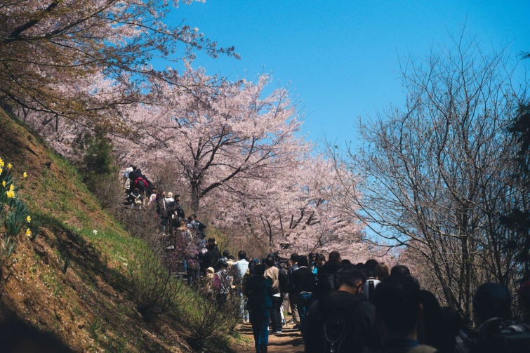 Cseresznyefa és tömegek