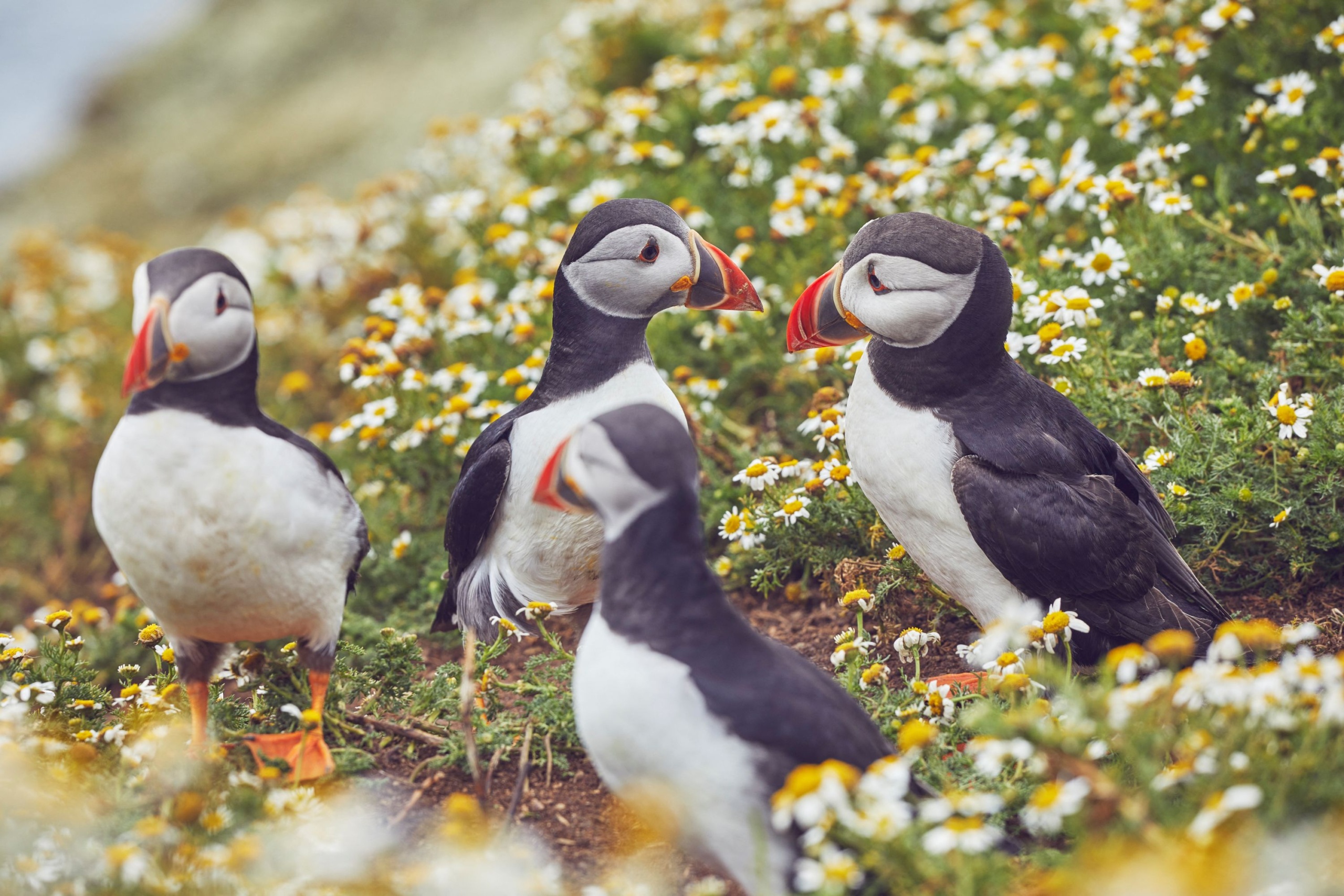 Atlanti puffin, azaz lunda.