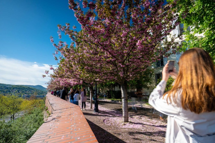 cseresznyevirágzást fotózó lány hátulról