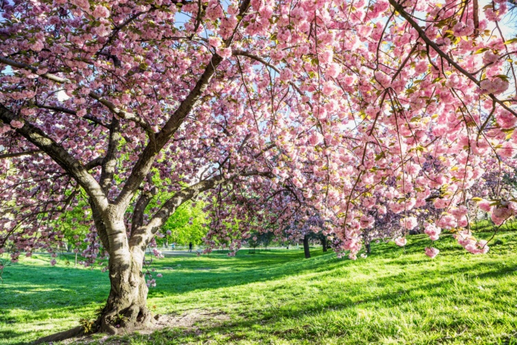 cseresznyeviragzas - Startlap Utazás Kora reggeli japán cseresznyevirágzás