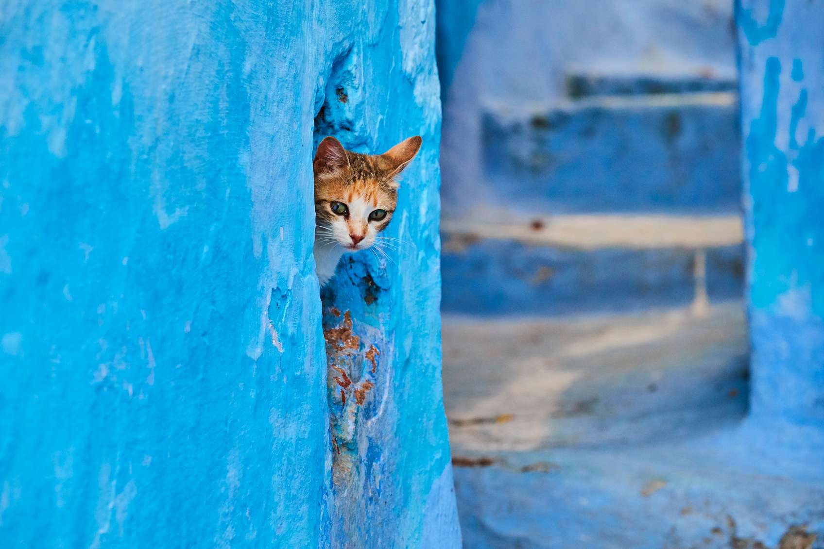 cica kék fal mögött