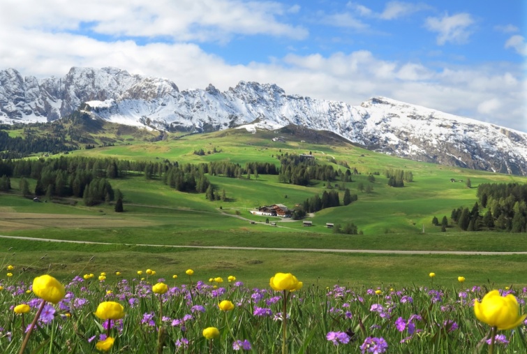 Tulipános rét, háttérben az Alpokkal