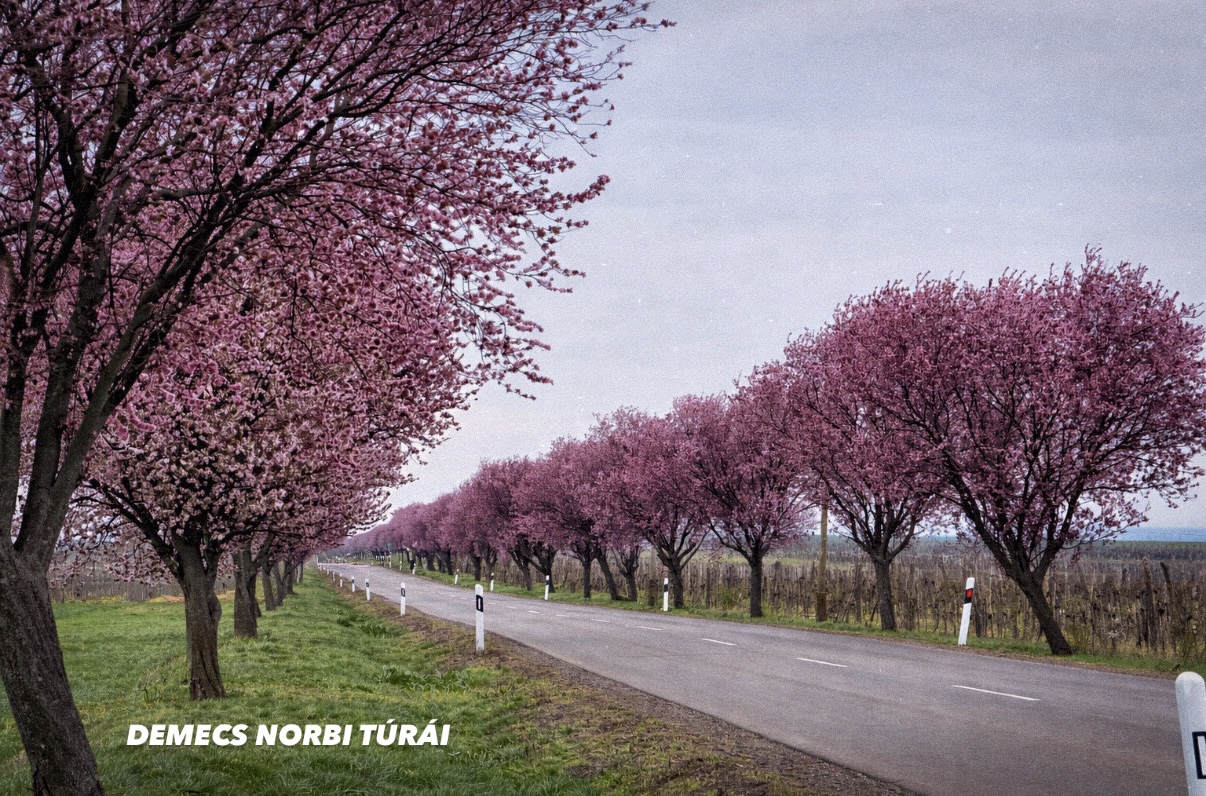 Rózsaszín virágzó fák az út szélén.