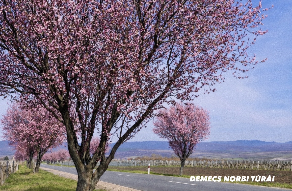 Rózsaszín virágzó fák az út szélén.