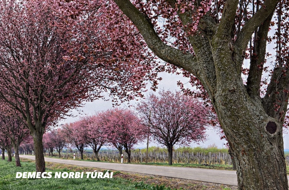 Rózsaszín virágzó fák az út szélén.