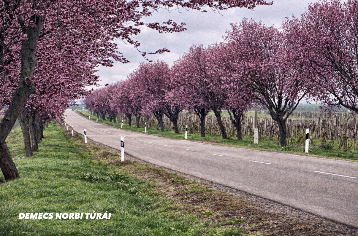 Rózsaszín virágzó fák az út szélén.