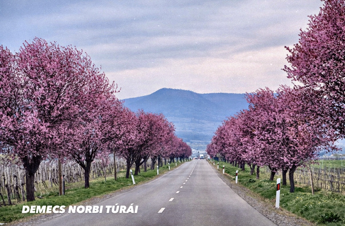 Rózsaszín virágos fák, a háttérben hegyek.