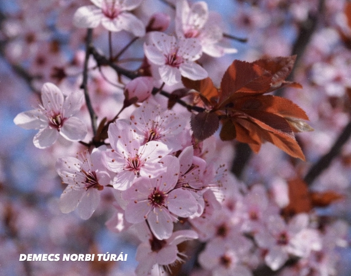 Halványrózsaszín virágok közelről.