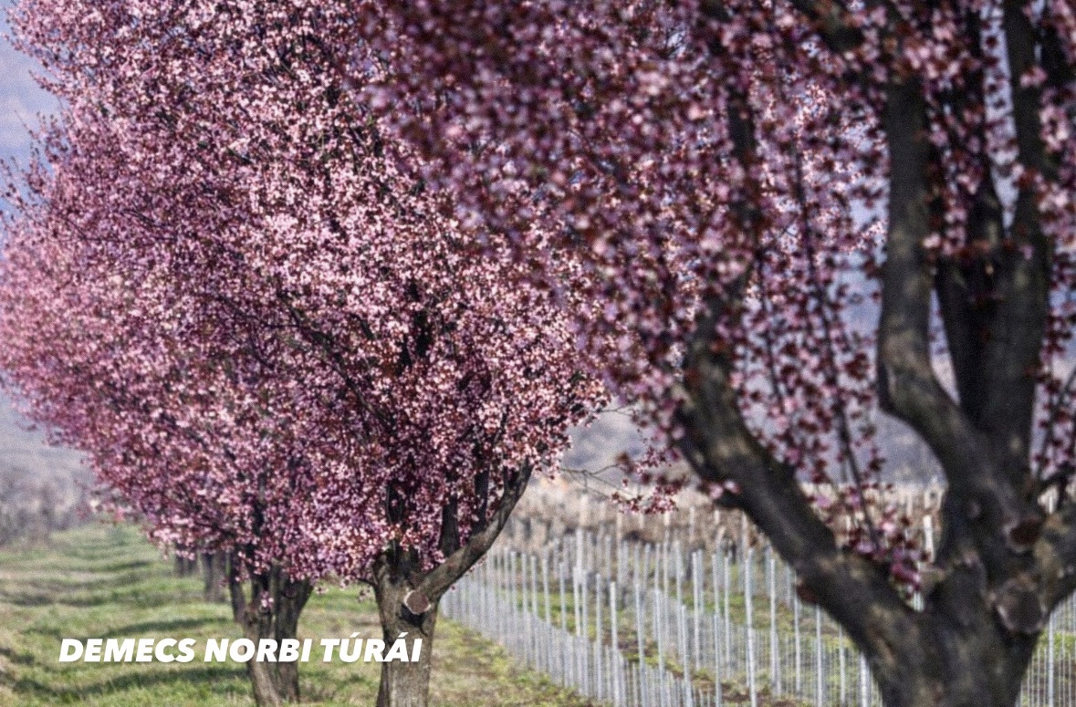 Rózsaszín virágzó fák az út szélén.