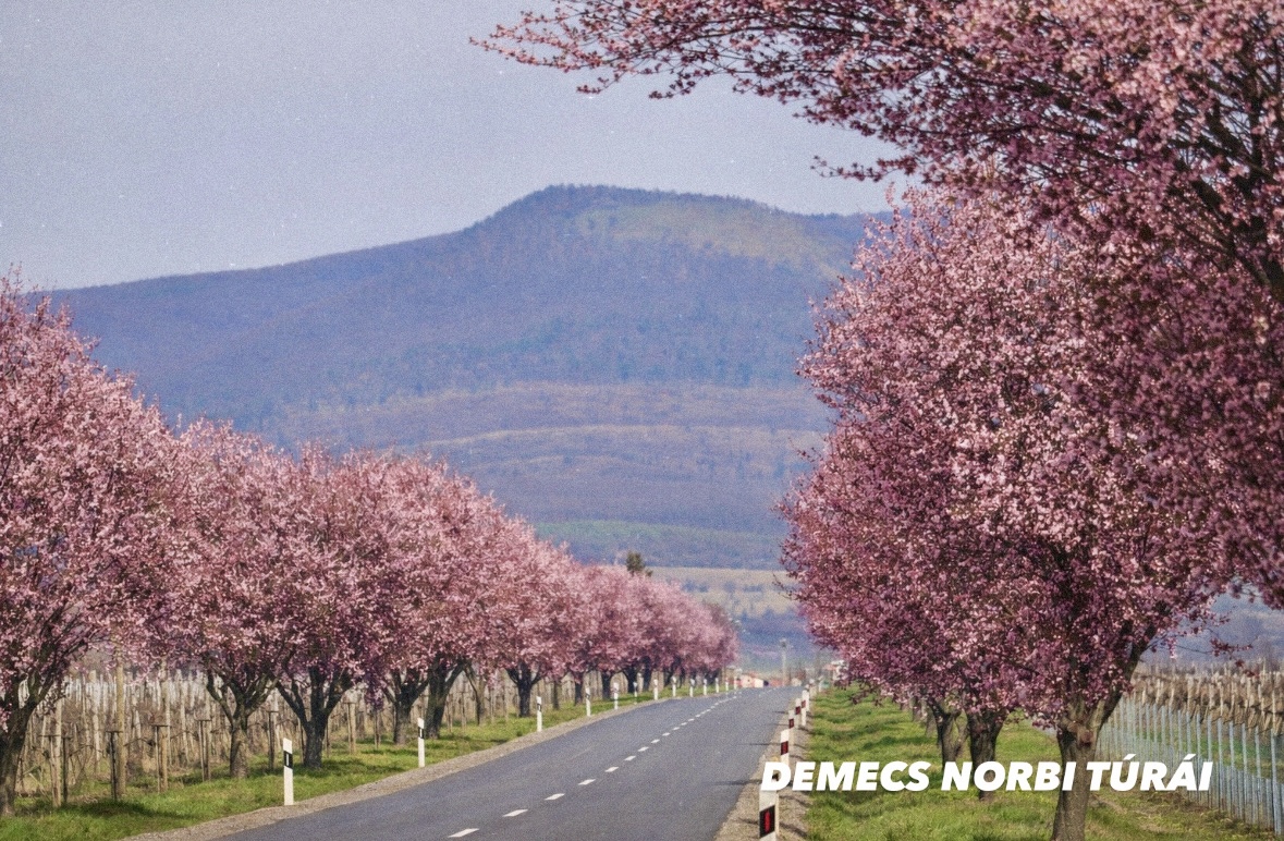 Rózsaszín virágos fák, a háttérben hegyek.