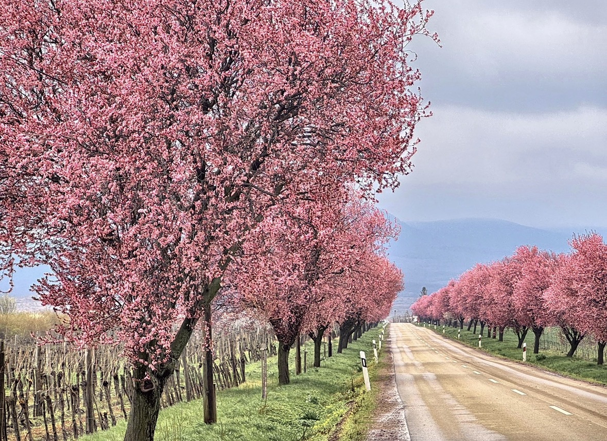 Rózsaszín virágos fák, a háttérben hegyek.