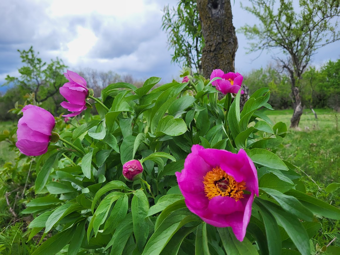 Rózsaszín virágok az erdőben