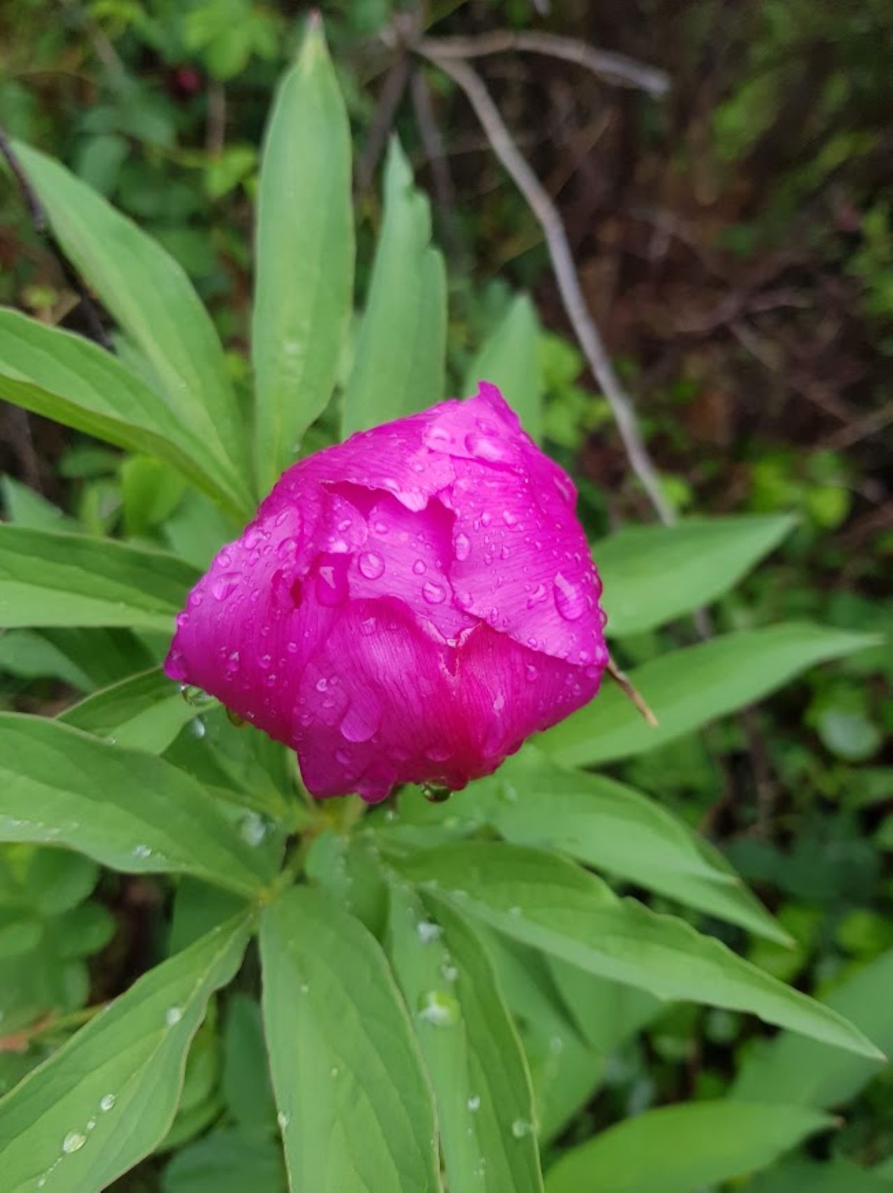 Virágzik a bánáti bazsarózsa a Mecsekben