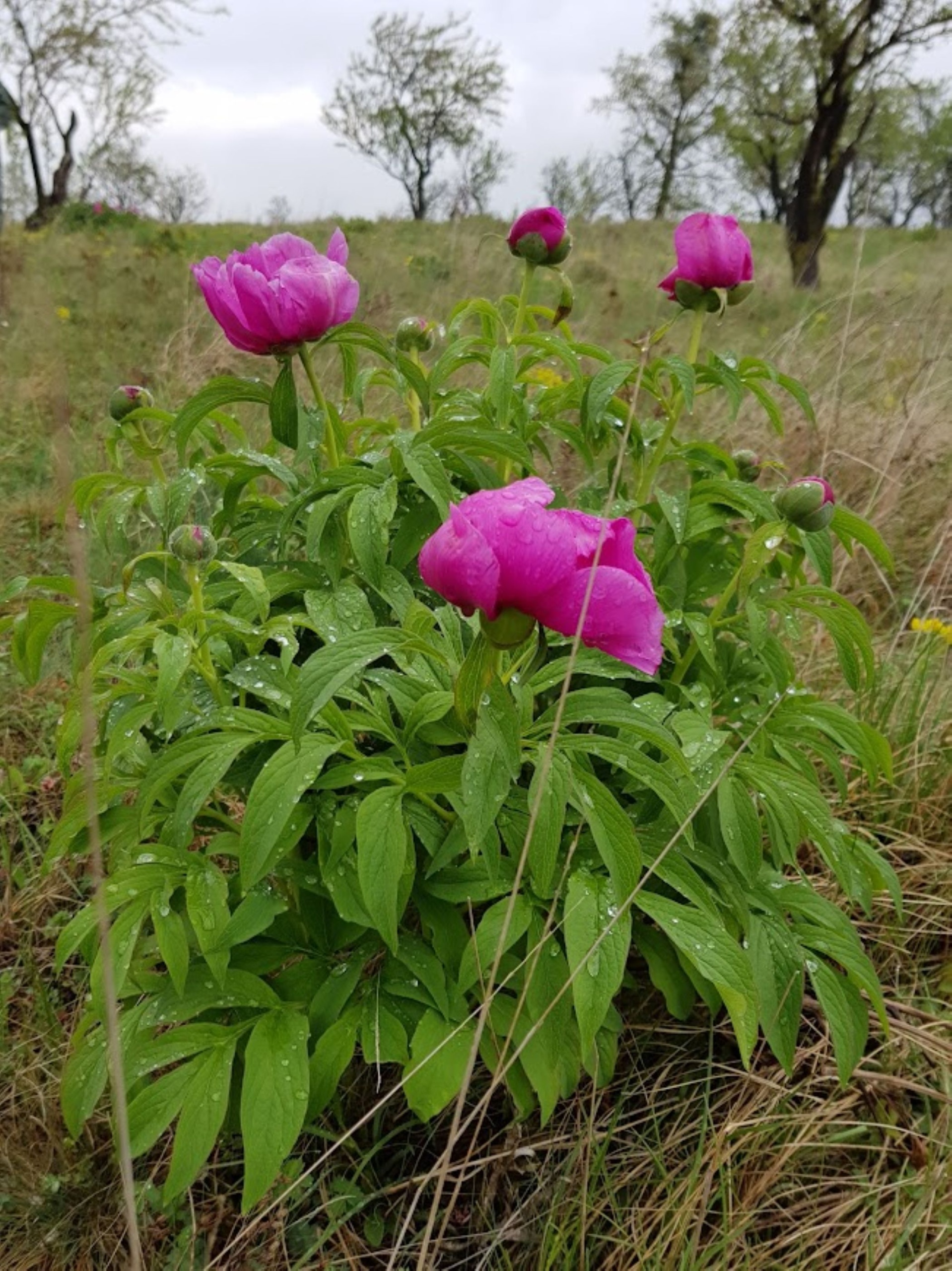 Virágzik a bánáti bazsarózsa a Mecsekben