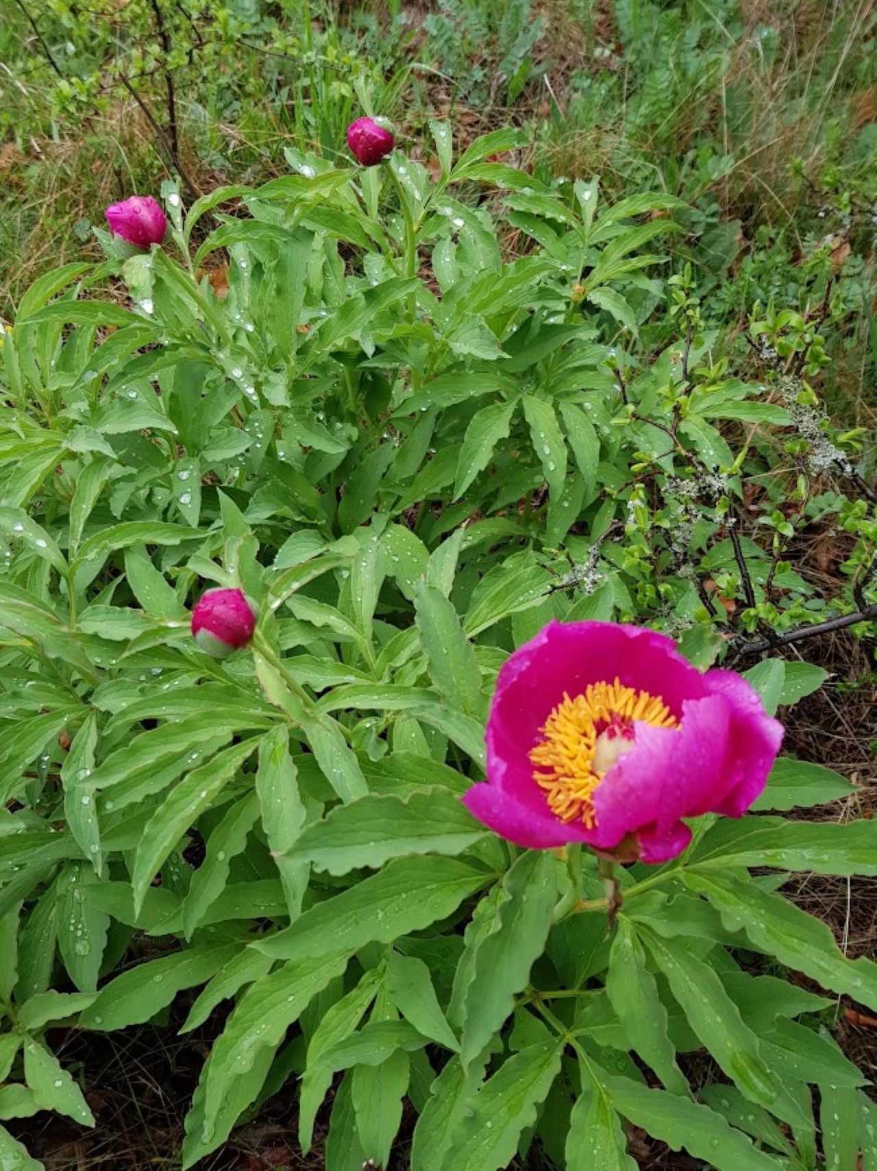 Virágzik a bánáti bazsarózsa a Mecsekben