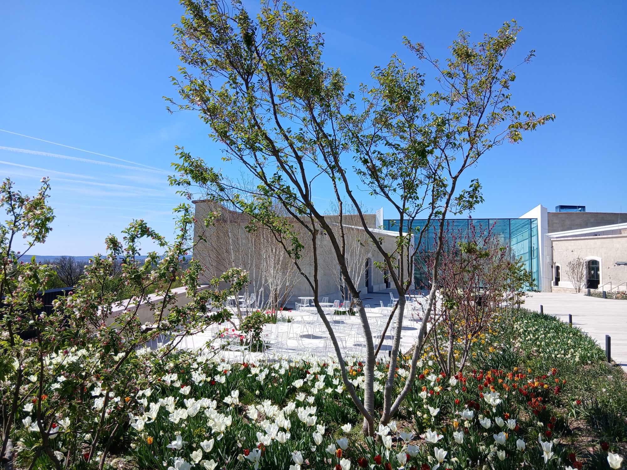 Virágok és fiatal fa a Citadellában.