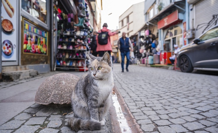 Egy macska az utcán