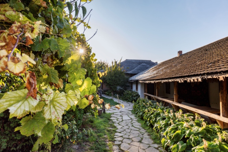 Szőlőfürtök, a háttérben parasztházakkal.