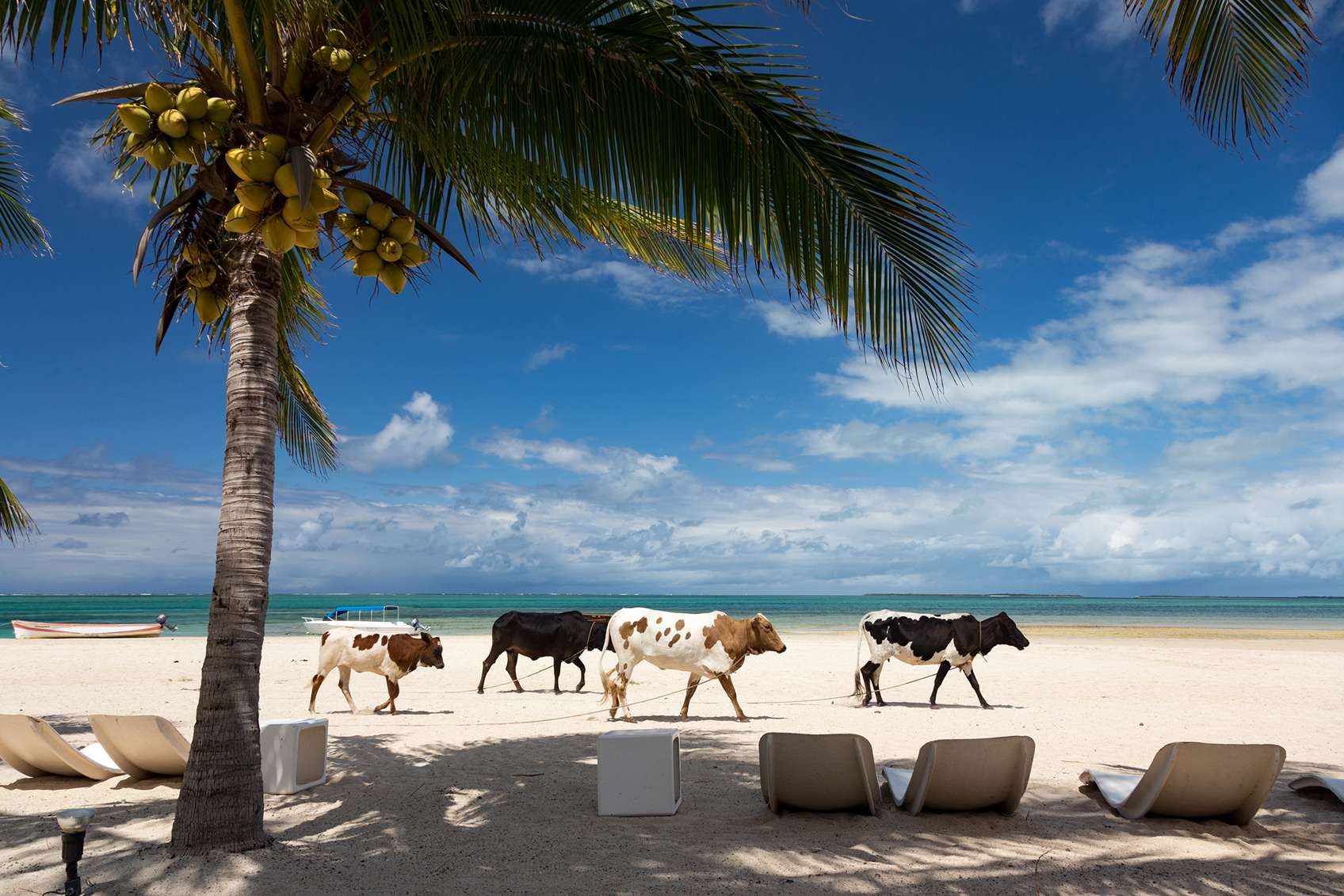 Tehenek sétálnak a tengerparton