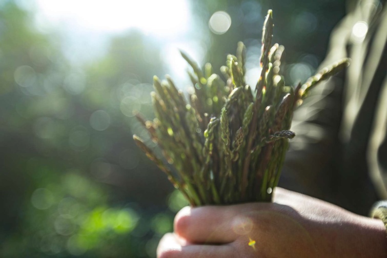 sparga_11zon - Startlap Utazás Egy csoko vadspárgát tart egy férfi