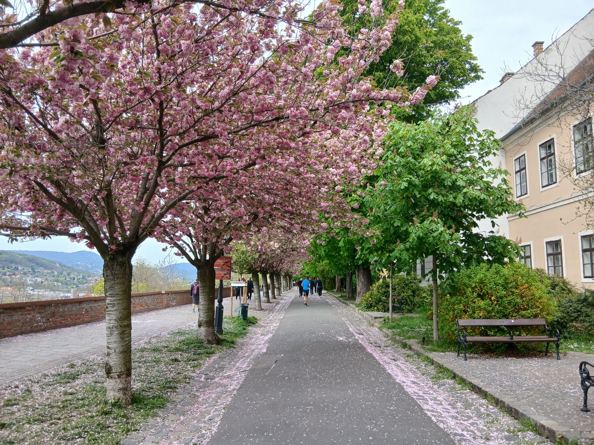 Virágzó cseresznyefák a budai Várnegyedben.