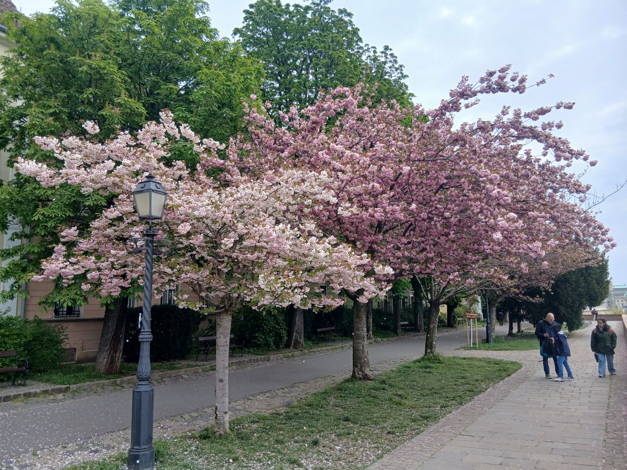 Virágzó cseresznyefák a budai Várnegyedben.