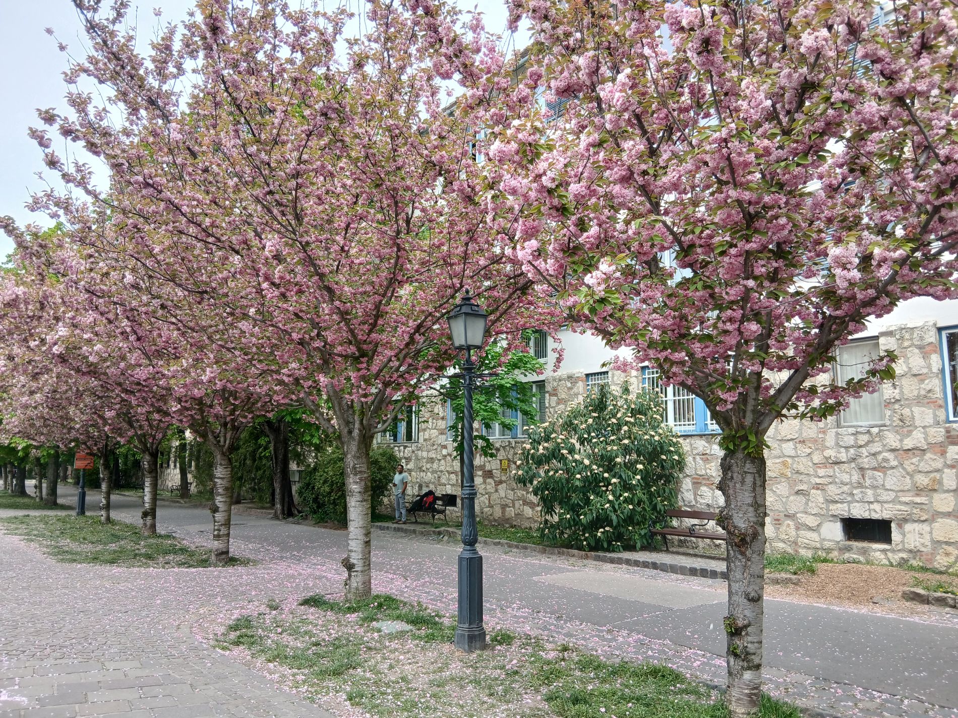 Virágzó cseresznyefák a budai Várnegyedben.