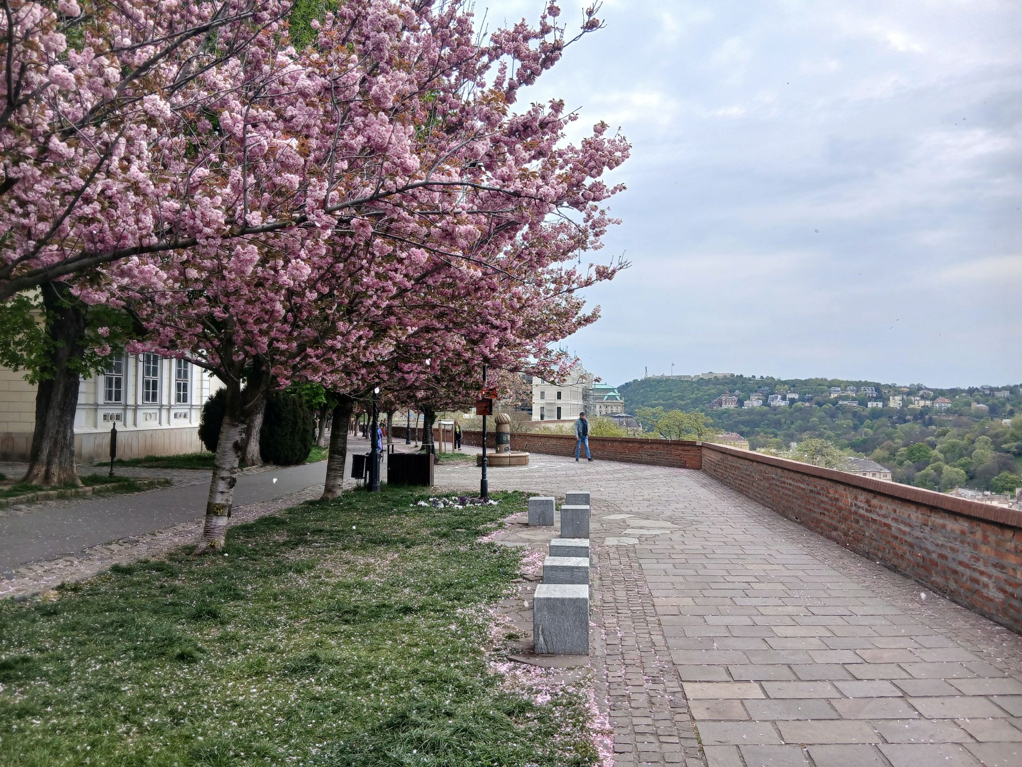 Virágzó cseresznyefák a budai Várnegyedben.