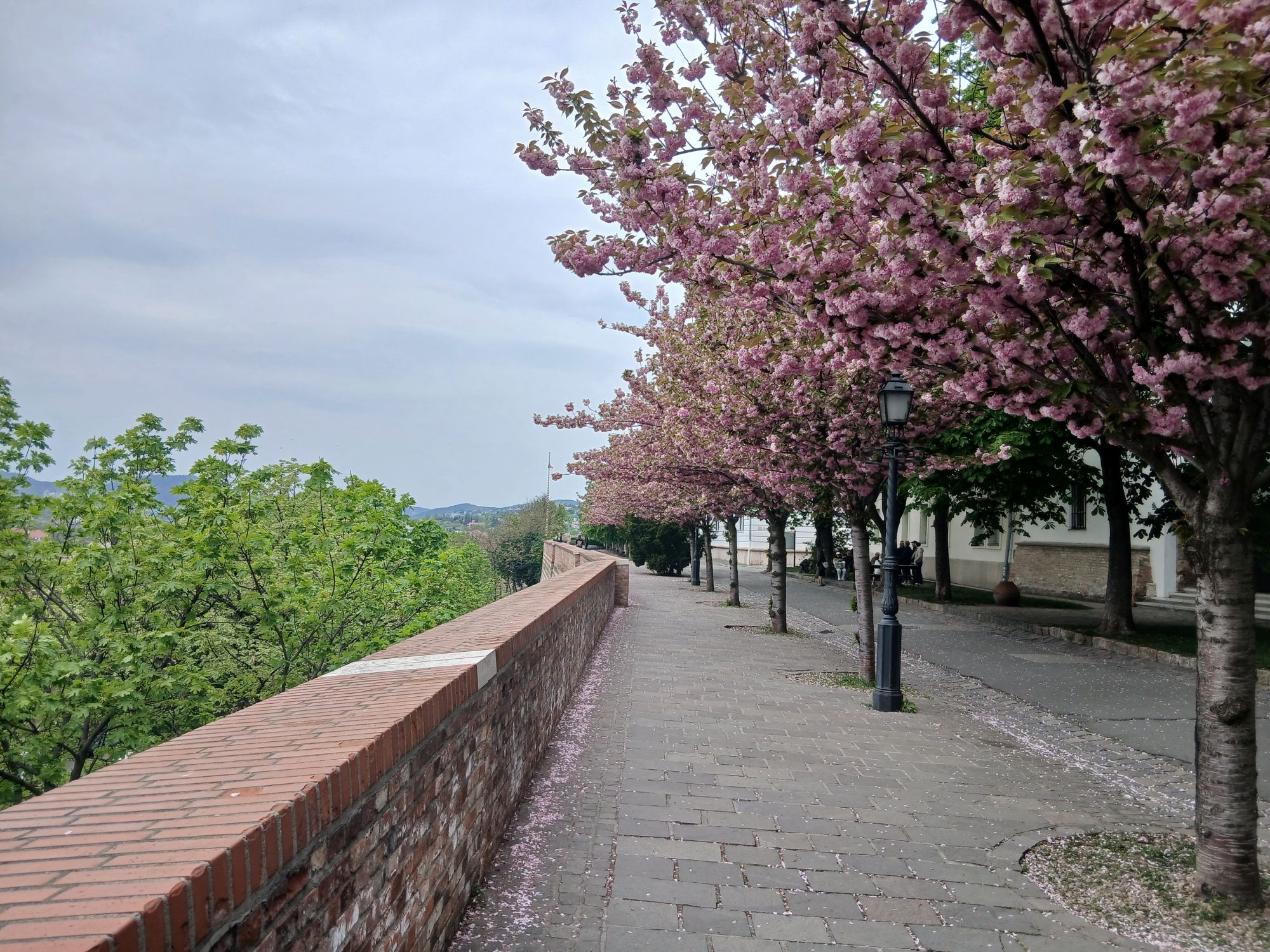 Virágzó cseresznyefák a budai Várnegyedben.