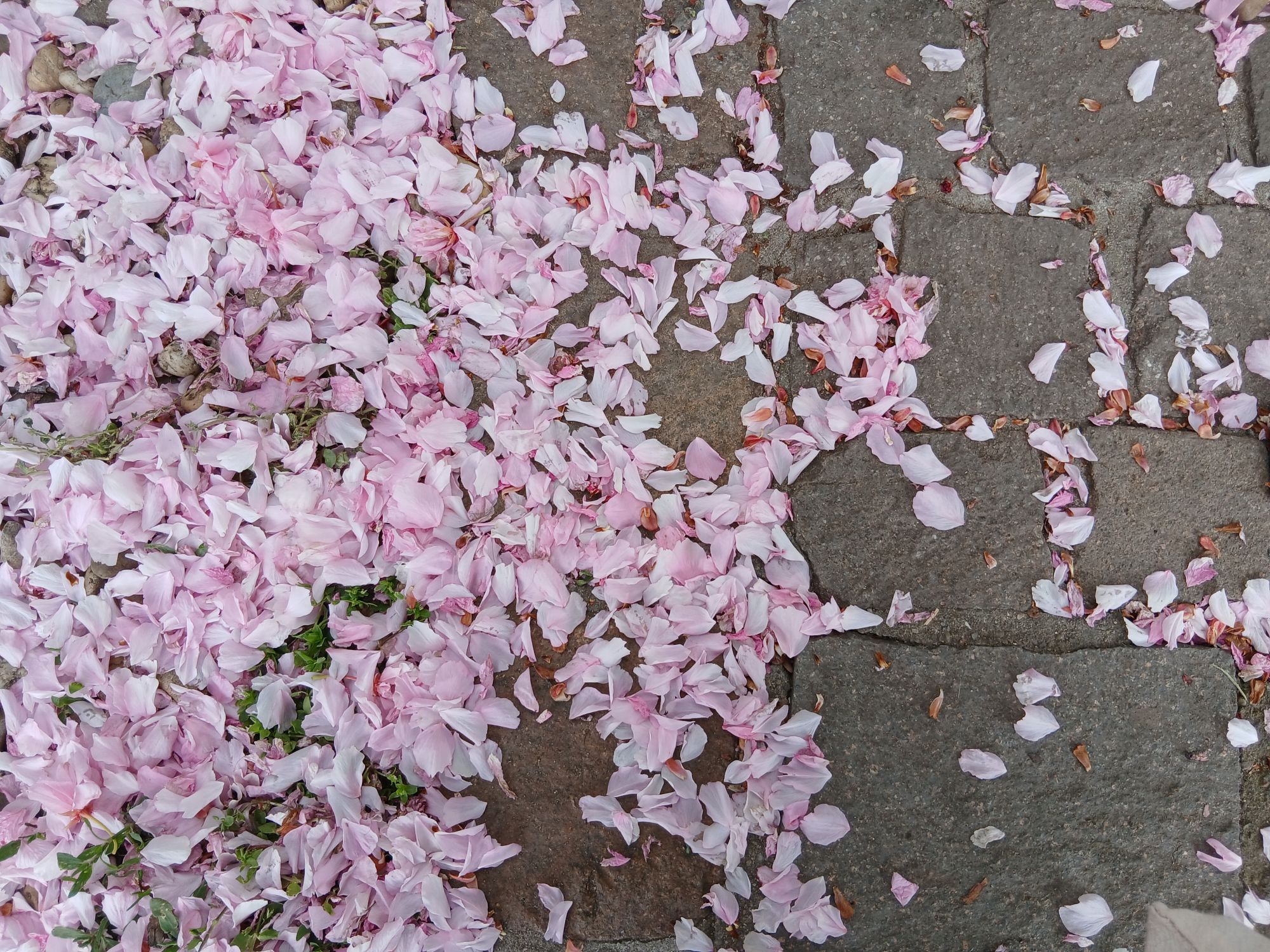 Cseresznyevirágszirmok a földön.