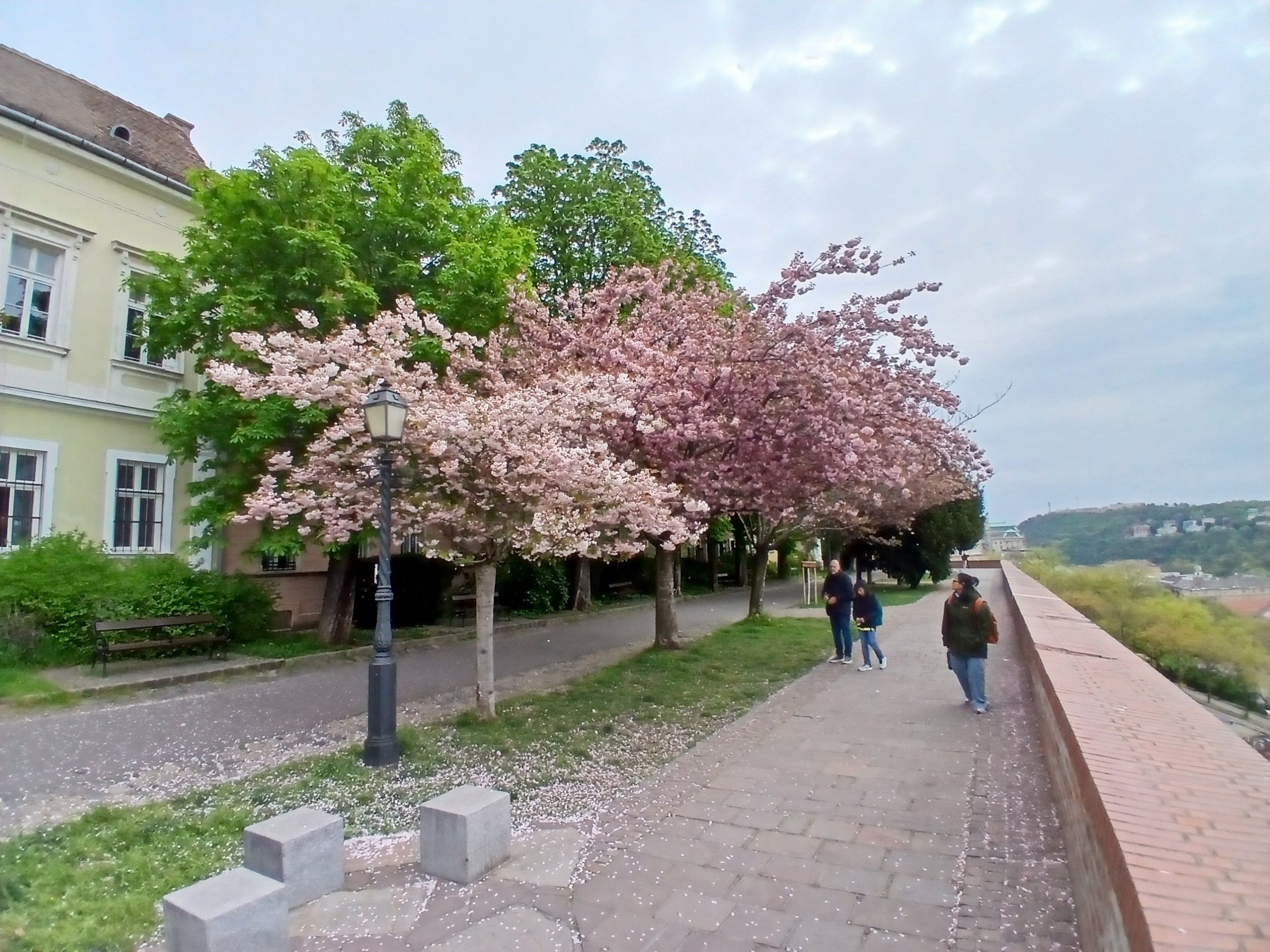 Virágzó cseresznyefák a budai Várnegyedben.