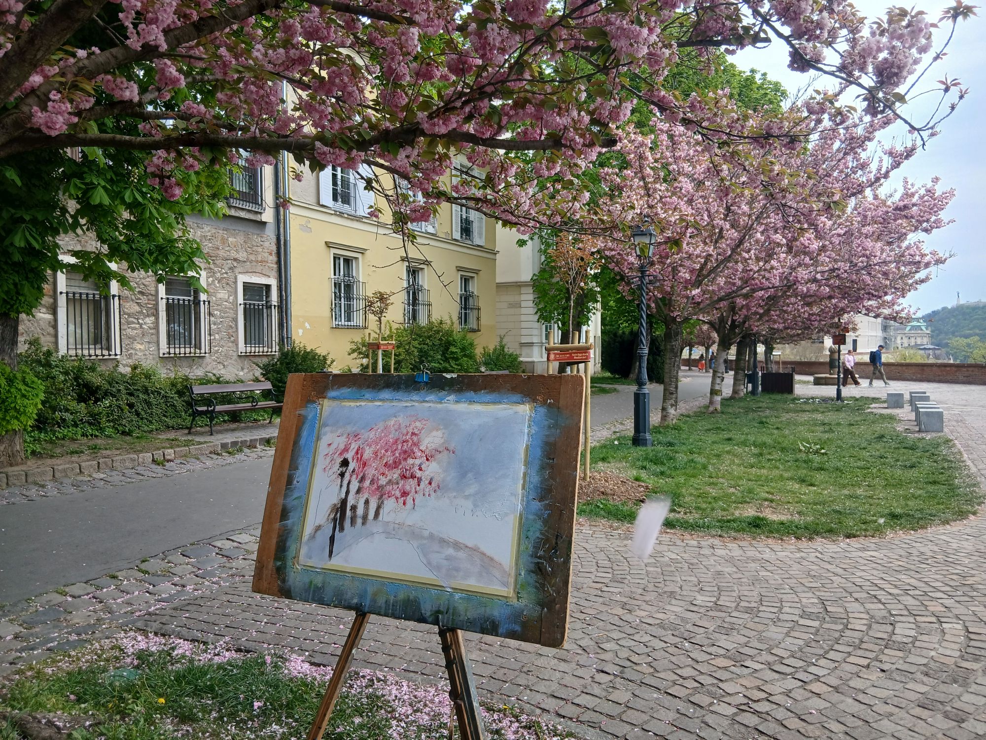 Virágzó cseresznyefák a budai Várnegyedben.