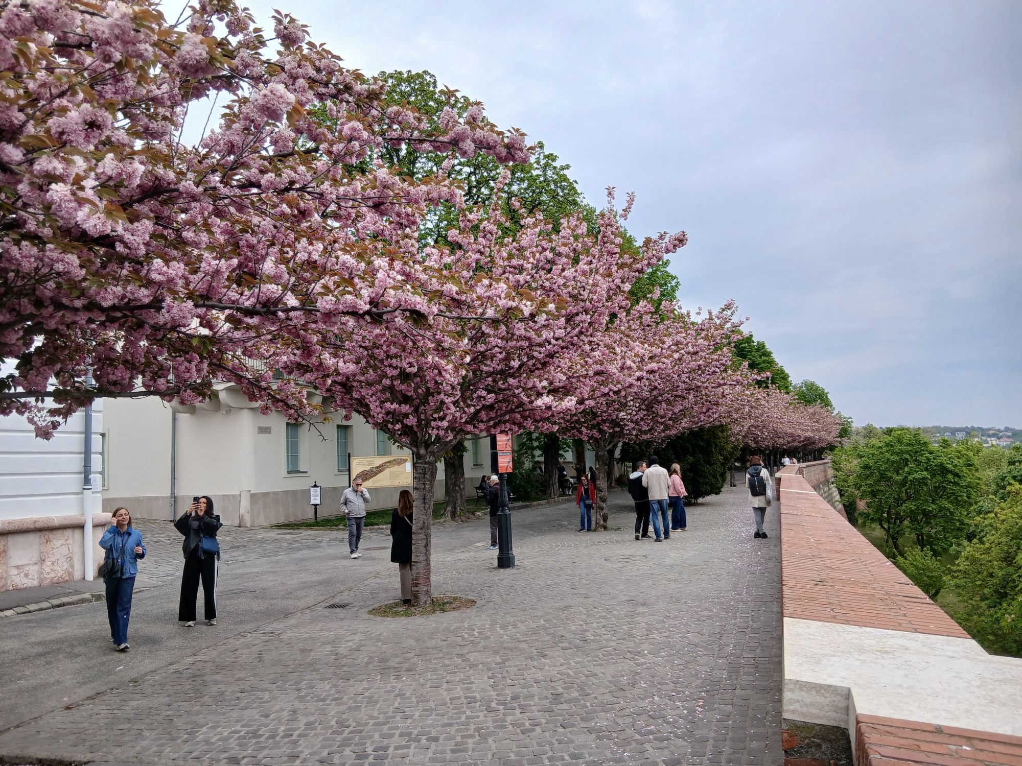 Virágzó cseresznyefák a budai Várnegyedben.