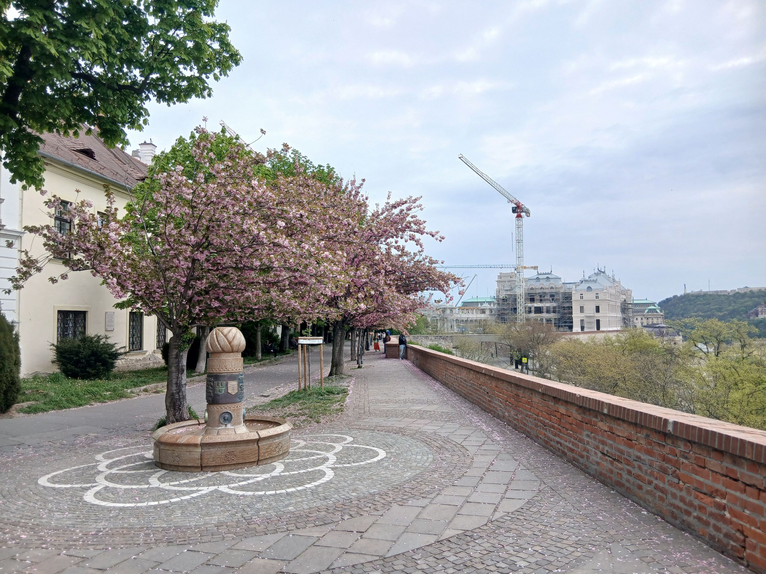 Virágzó cseresznyefák a budai Várnegyedben.
