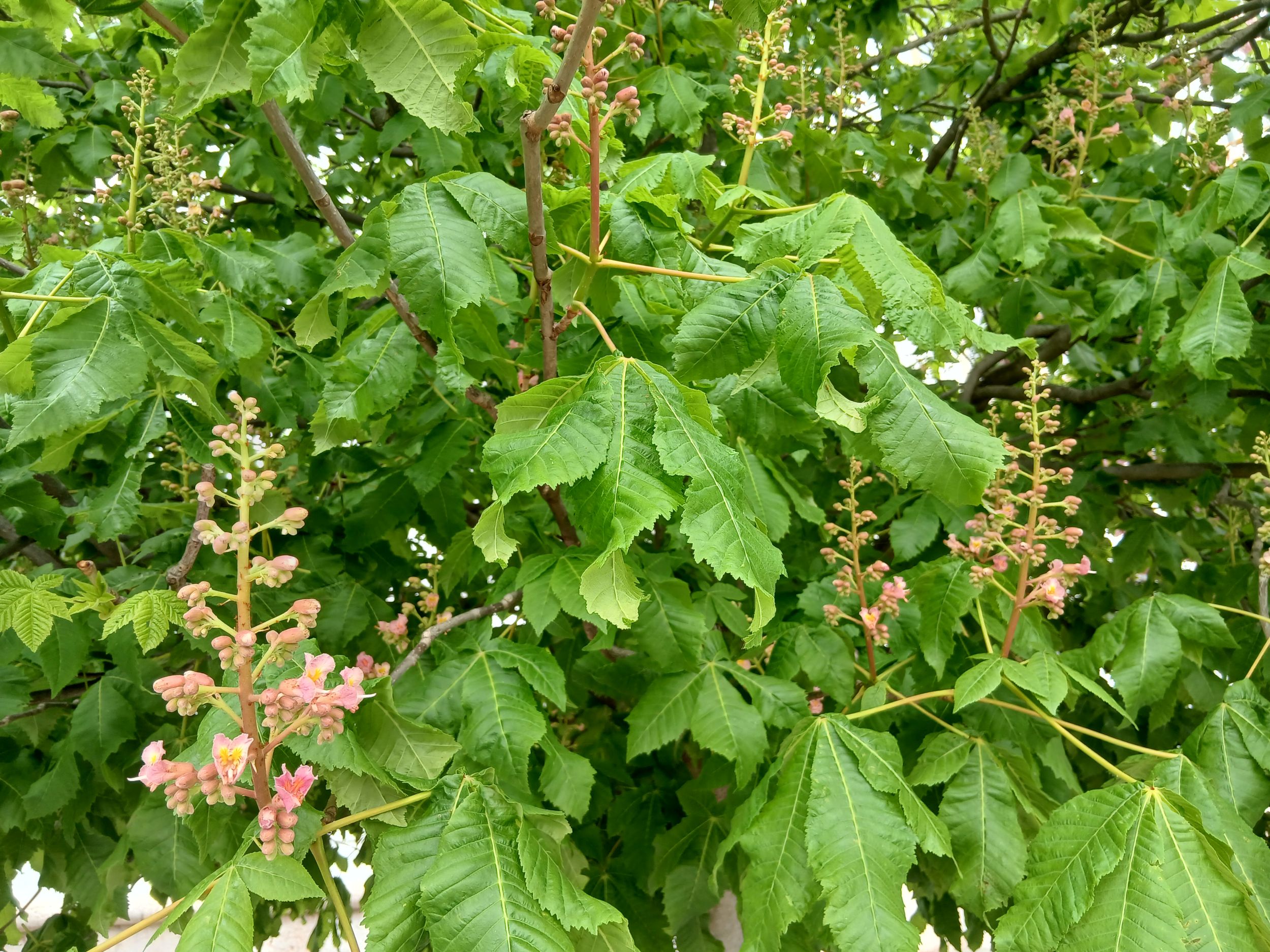 Gyesztenyefa-bimbók.