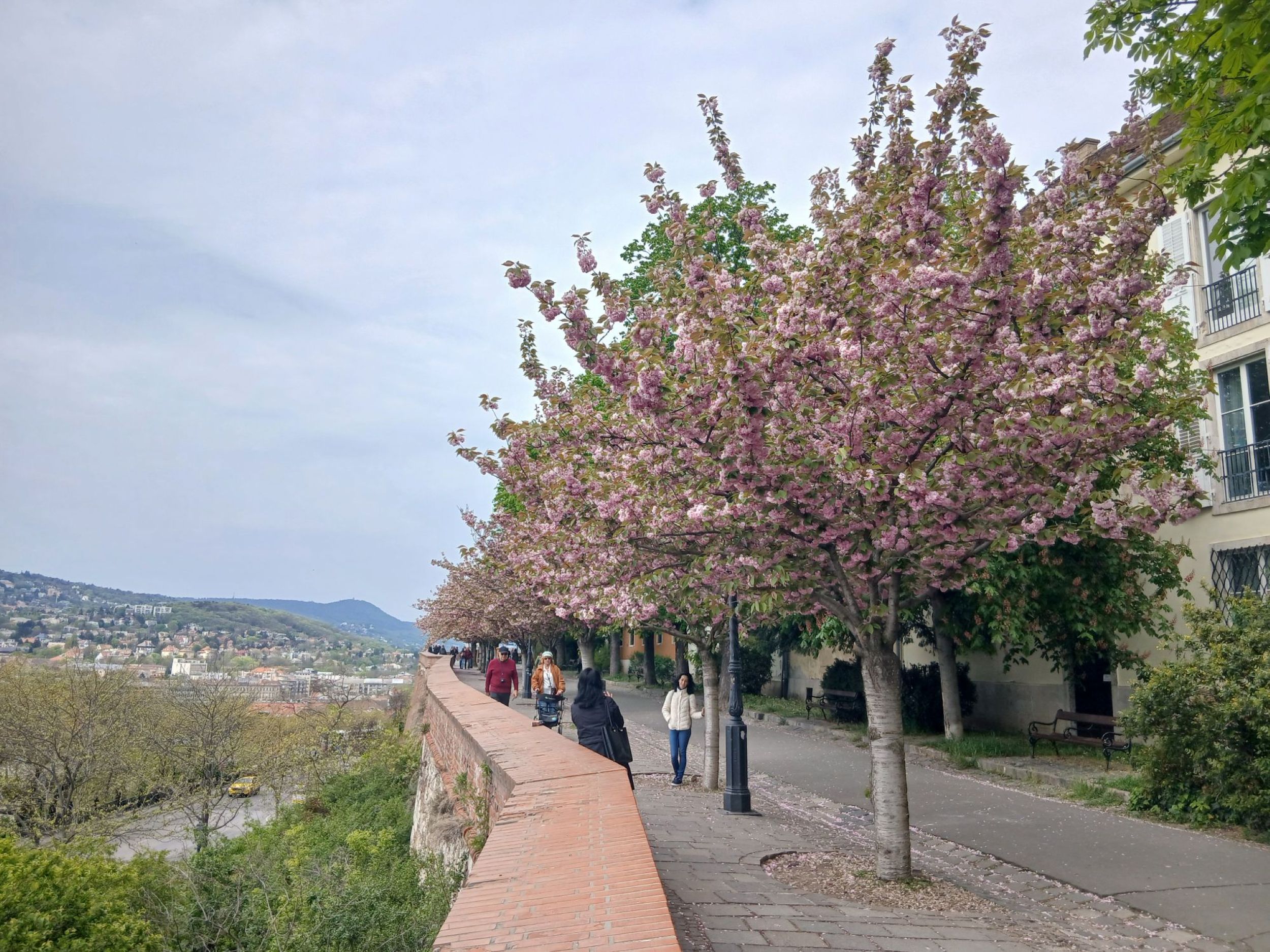 Virágzó cseresznyefák a budai Várnegyedben.