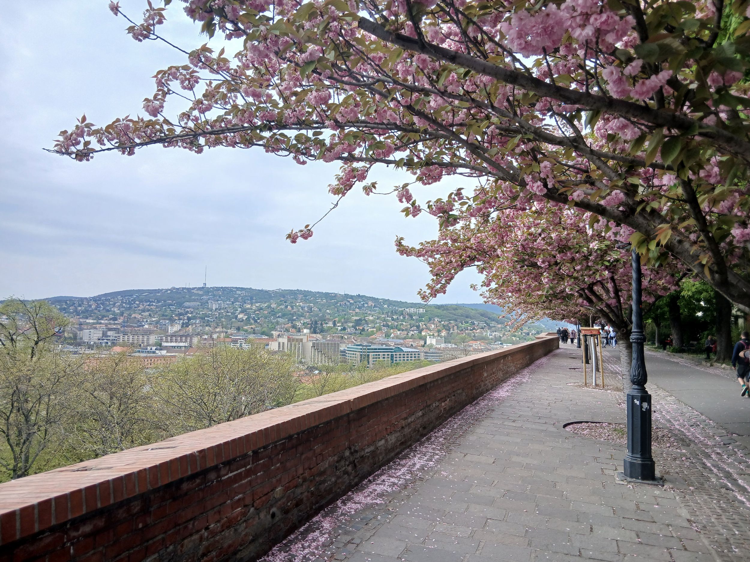 Virágzó cseresznyefák a budai Várnegyedben.