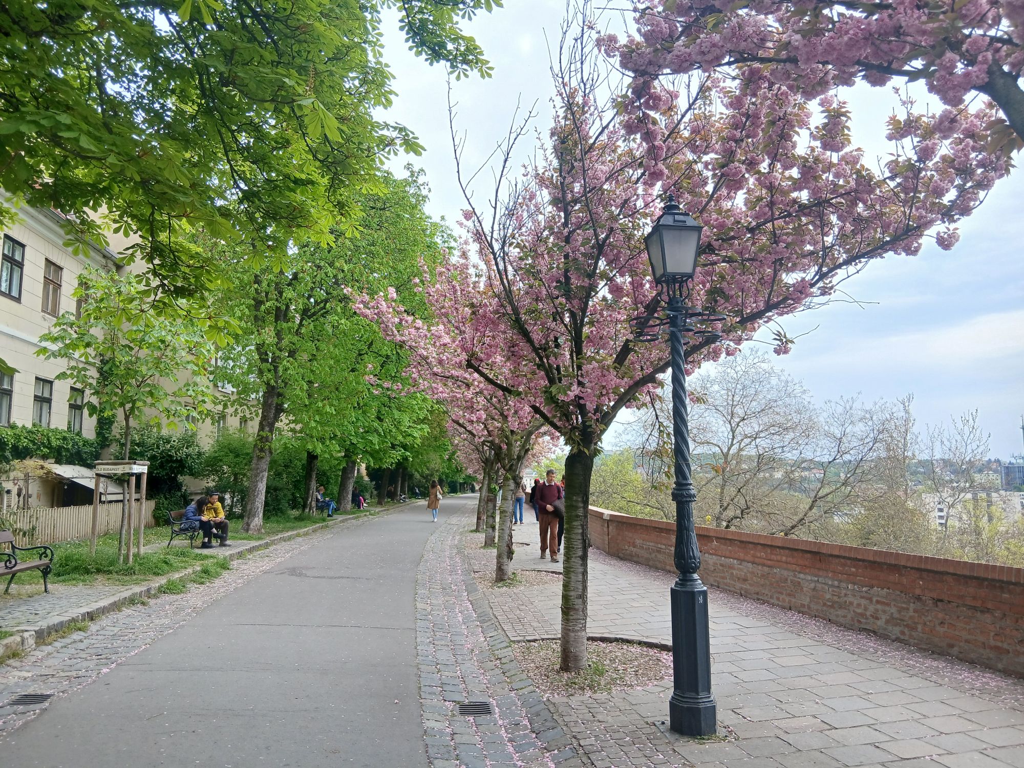 Virágzó cseresznyefák a budai Várnegyedben.