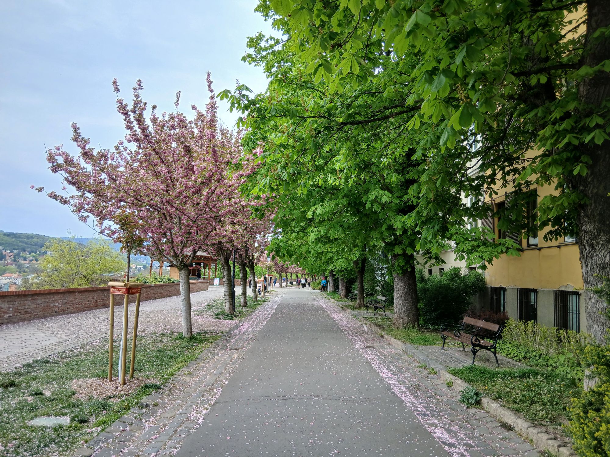 Virágzó cseresznyefák a budai Várnegyedben.
