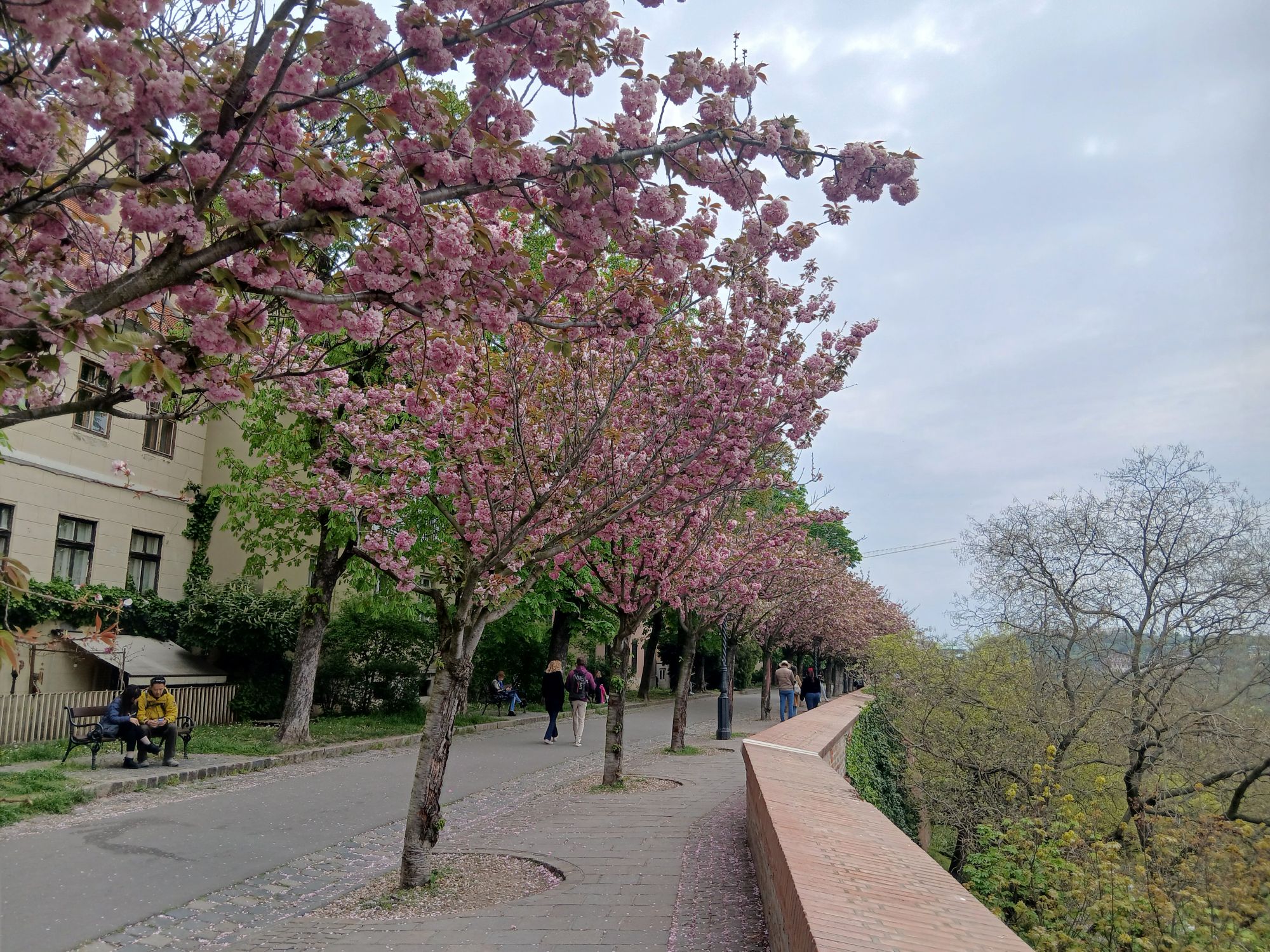 Virágzó cseresznyefák a budai Várnegyedben.