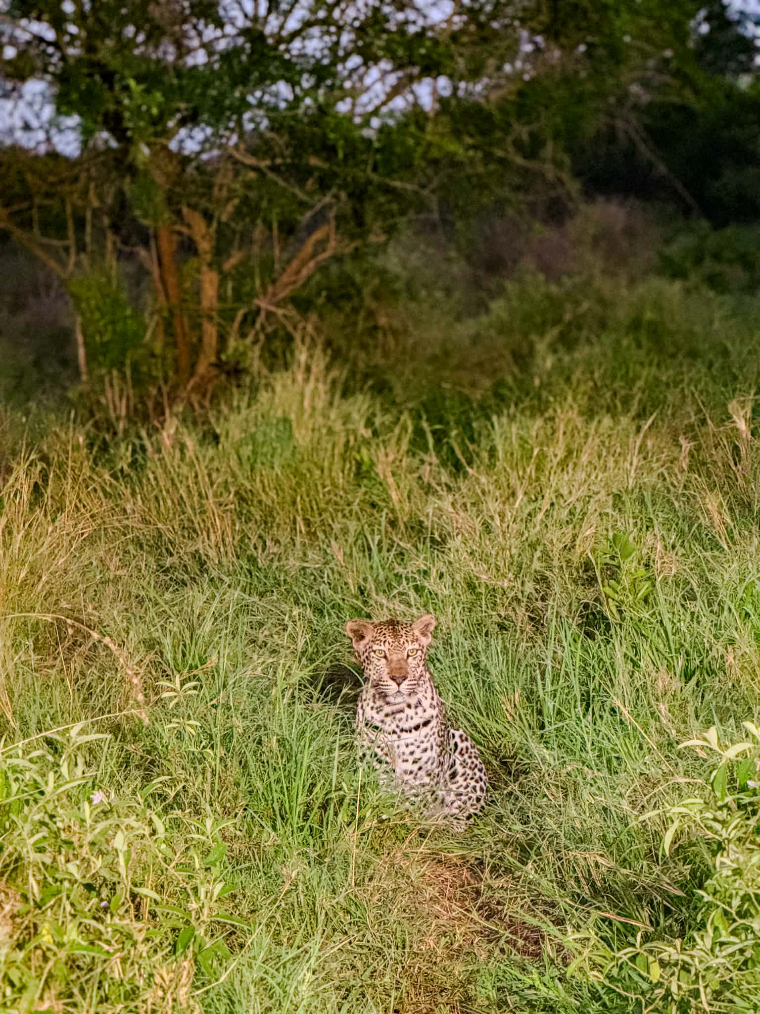 leopárd a vadonban