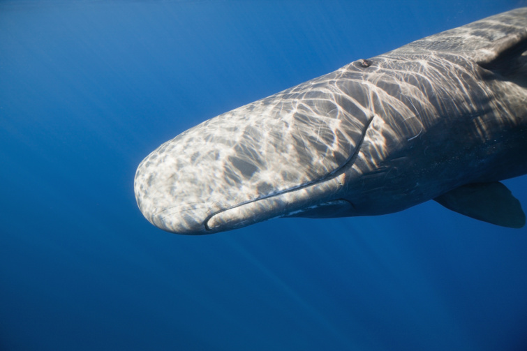 Sperm Whale head Physeter catodon Caribbean Dominica - Startlap Utazás mosolygó bálna