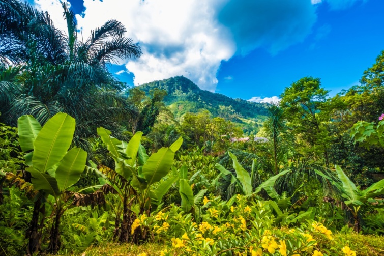 madagaszkar - Startlap Utazás Ranomafana Nemzeti Park, Madagaszkár