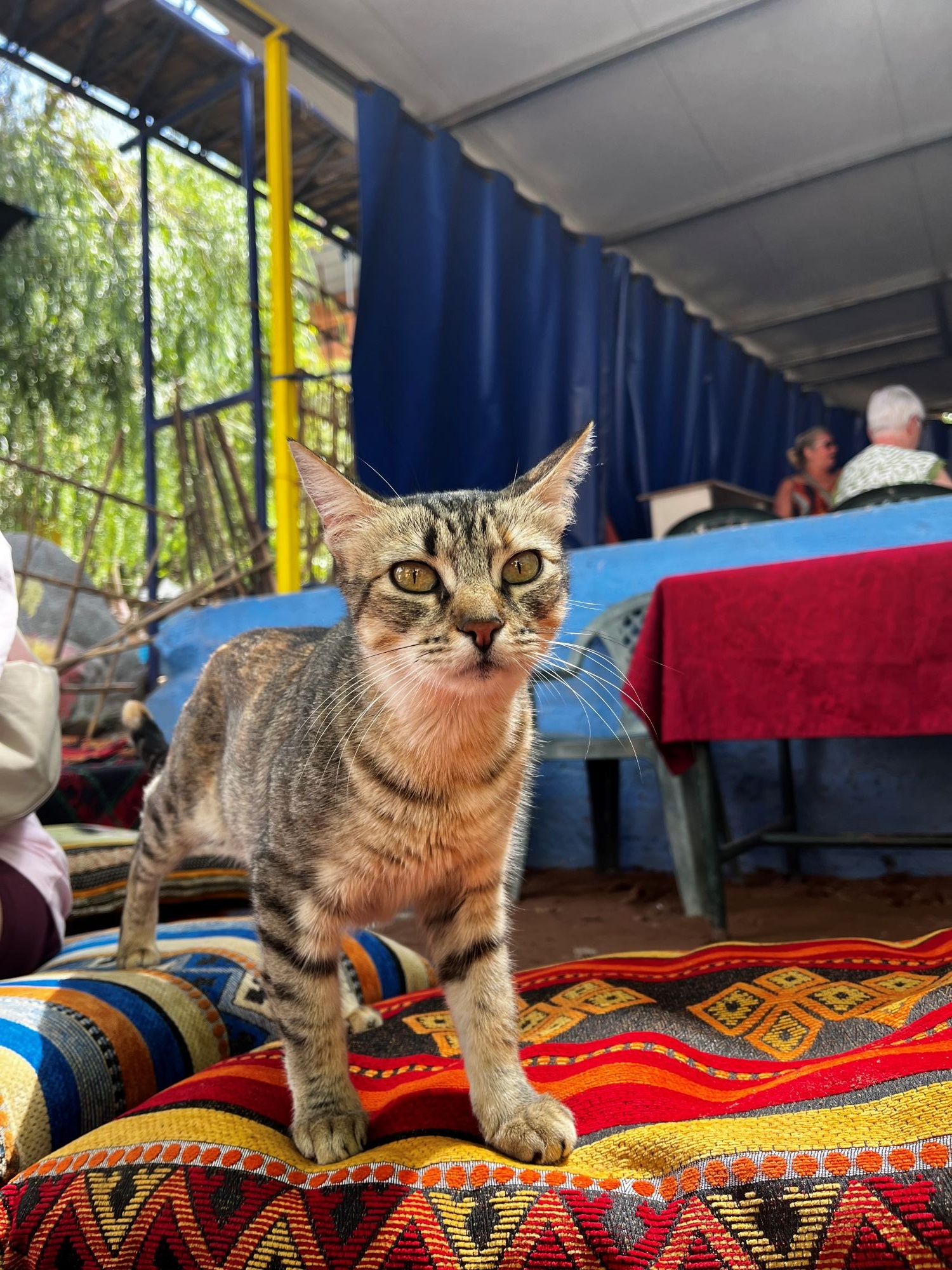 Étteremben kunyeráló bátor, csíkos macska várja, hogy a turisták megszánják finom falatokkal.