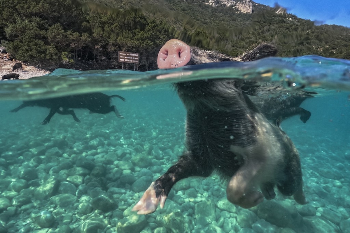 Malackák a tengerben