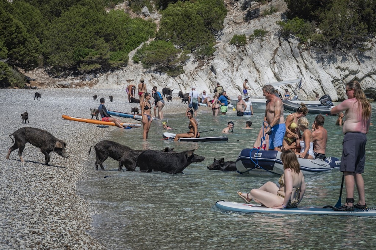 Malackák az Atokos sziget strandján