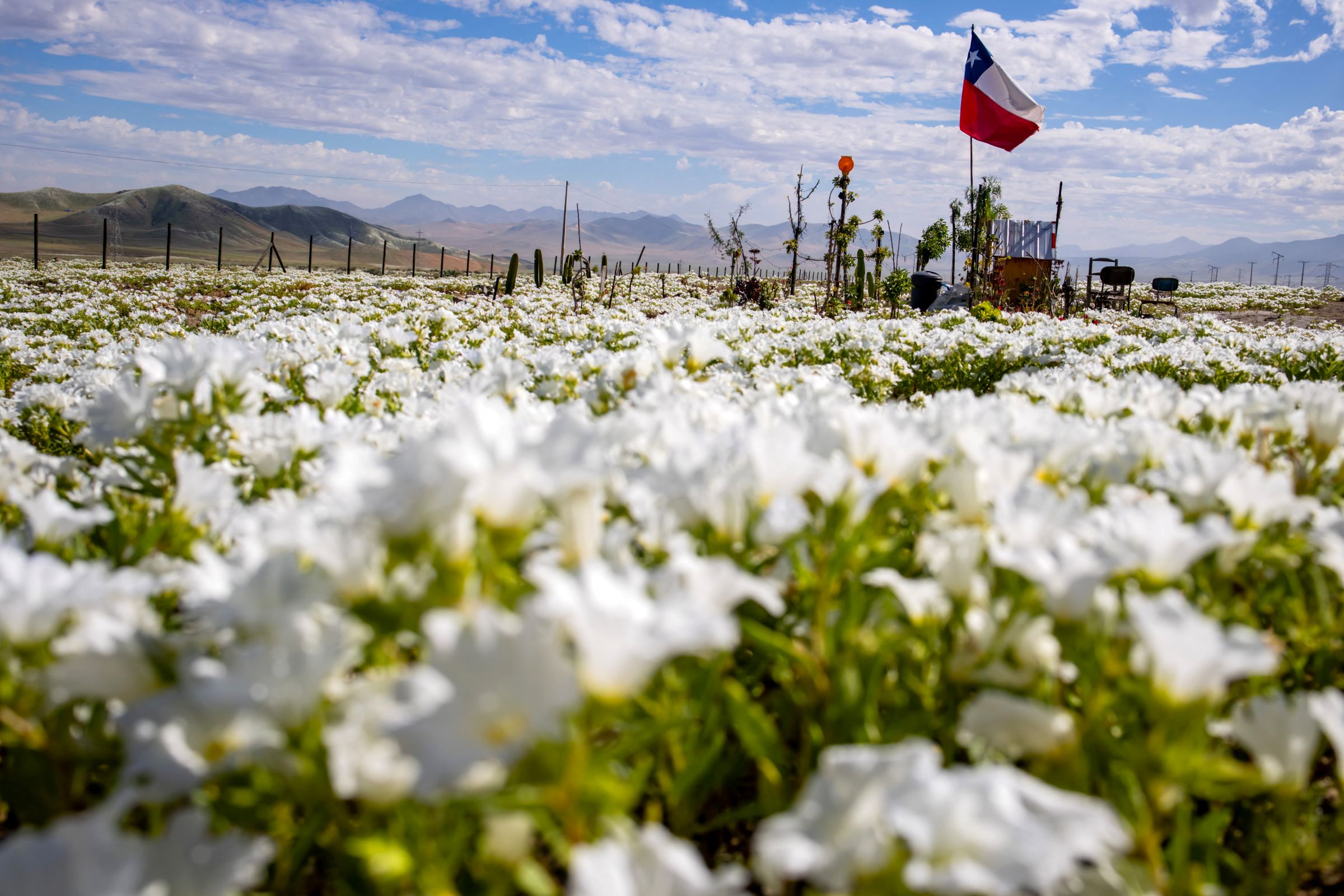 Virágok milliói borítják be a dél-amerikai Atacama-sivatagot