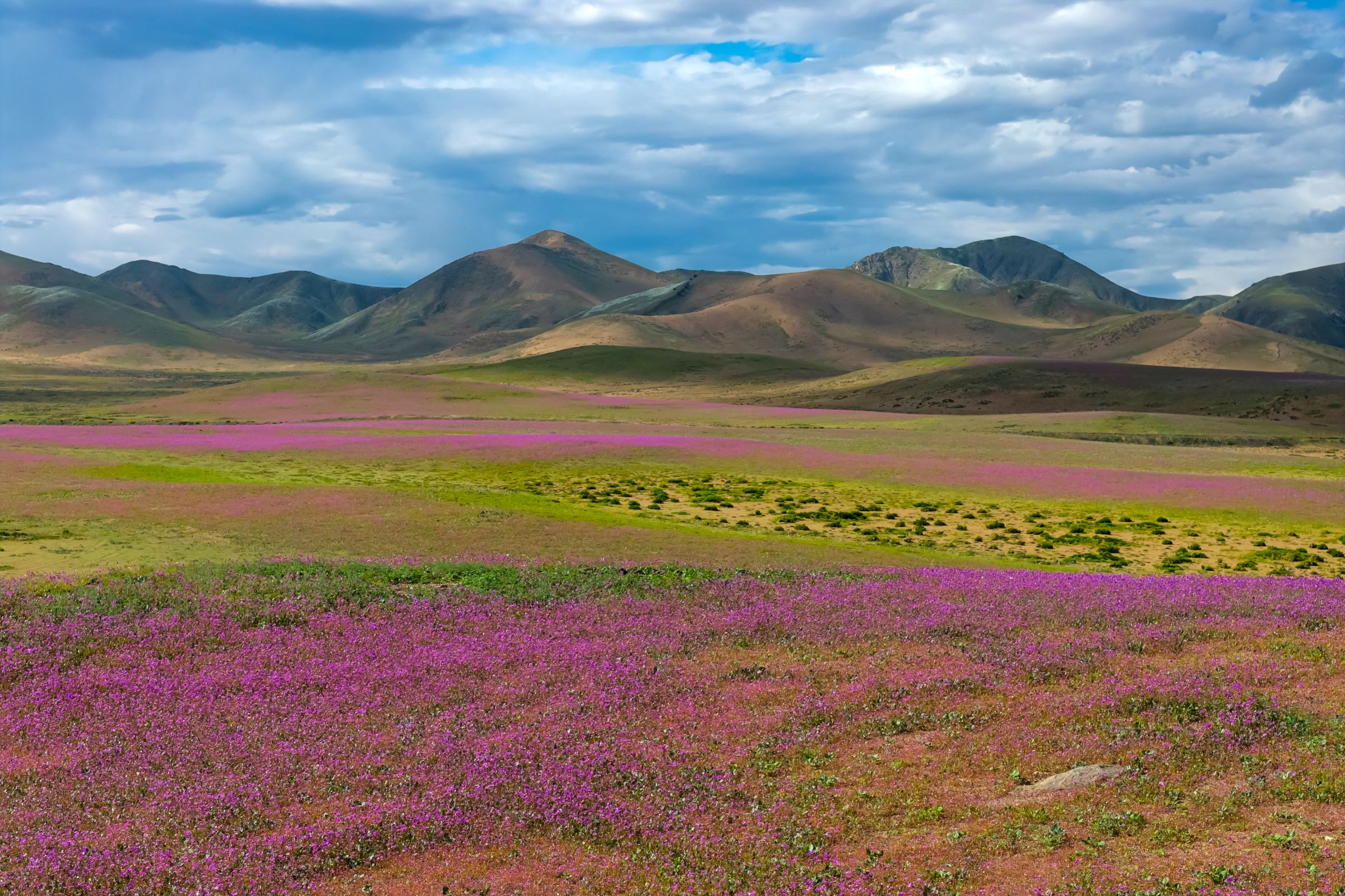 Virágok milliói borítják be a dél-amerikai Atacama-sivatagot