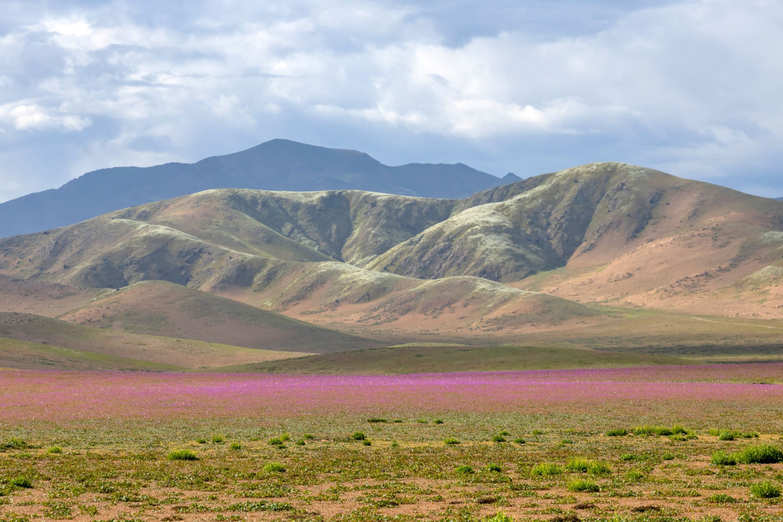 Virágok milliói borítják be a dél-amerikai Atacama-sivatagot