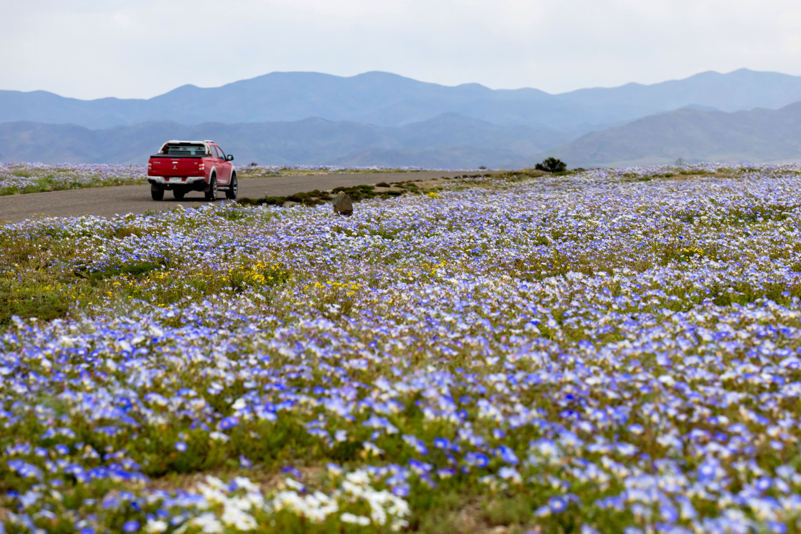 atacama-sivatag-viragzas8 - Startlap Utazás Virágok milliói borítják be a dél-amerikai Atacama-sivatagot